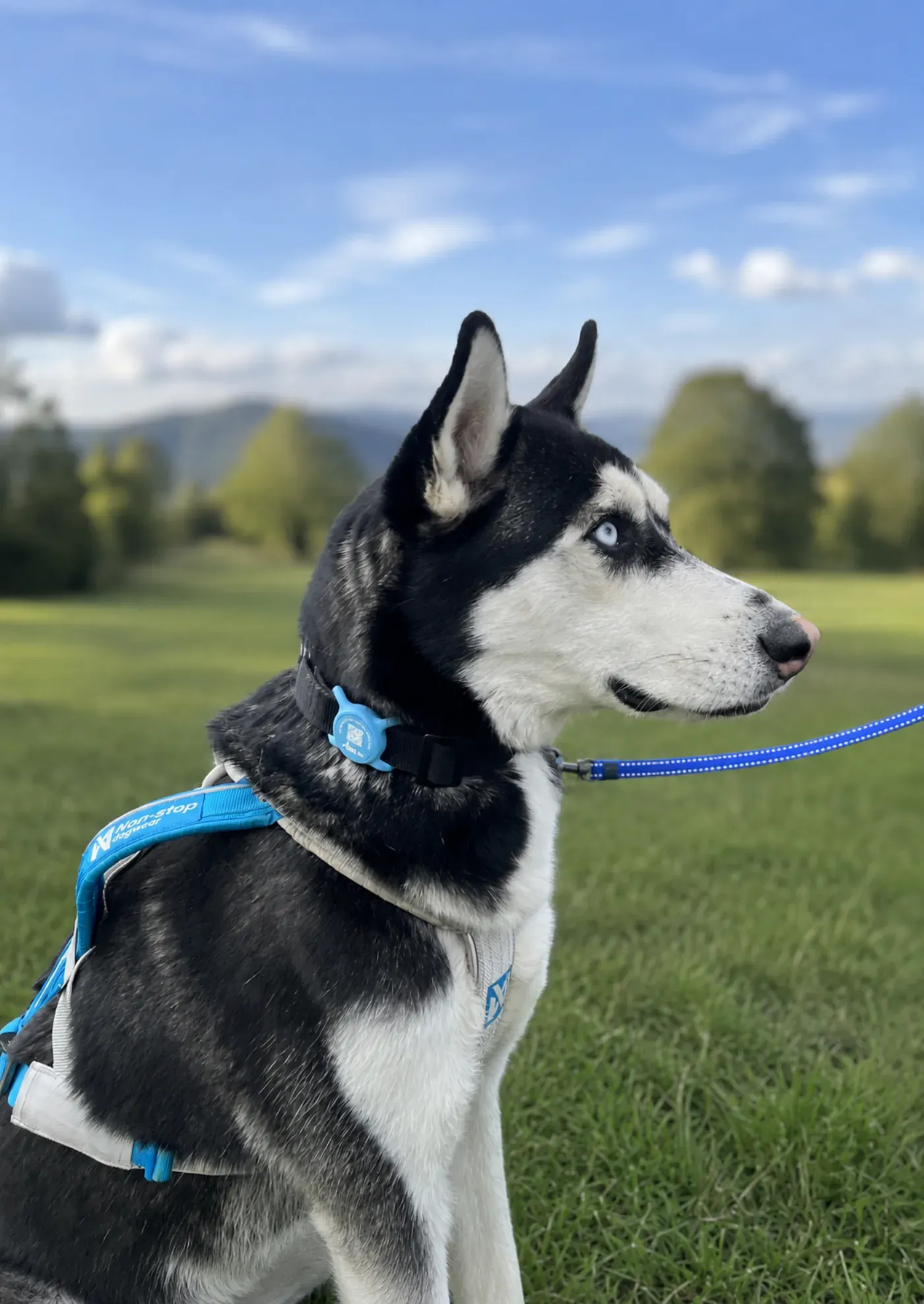 Kira, husky, con su Smart Tag azul en el campo