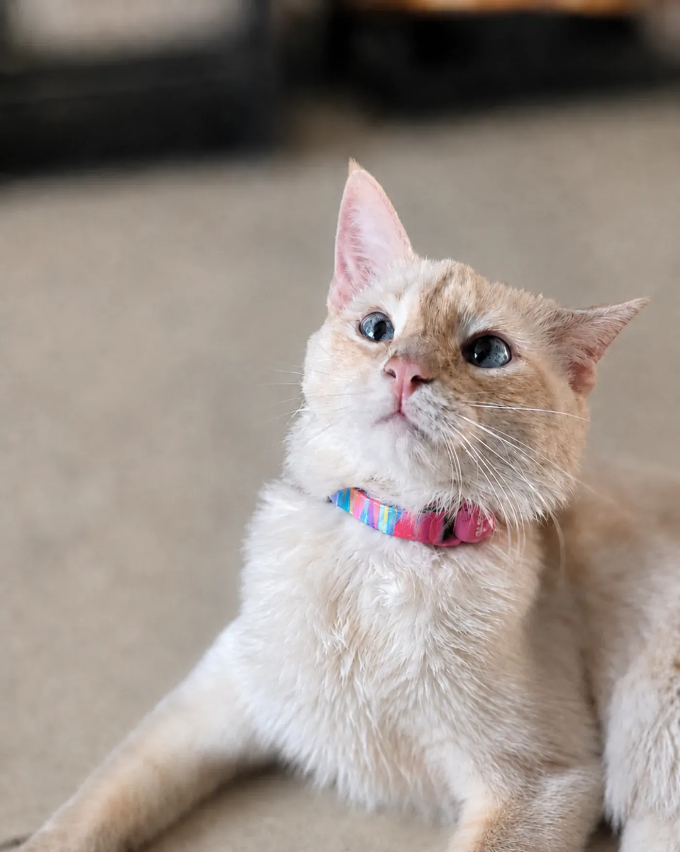Nébula, gata con Smart Tag rosado