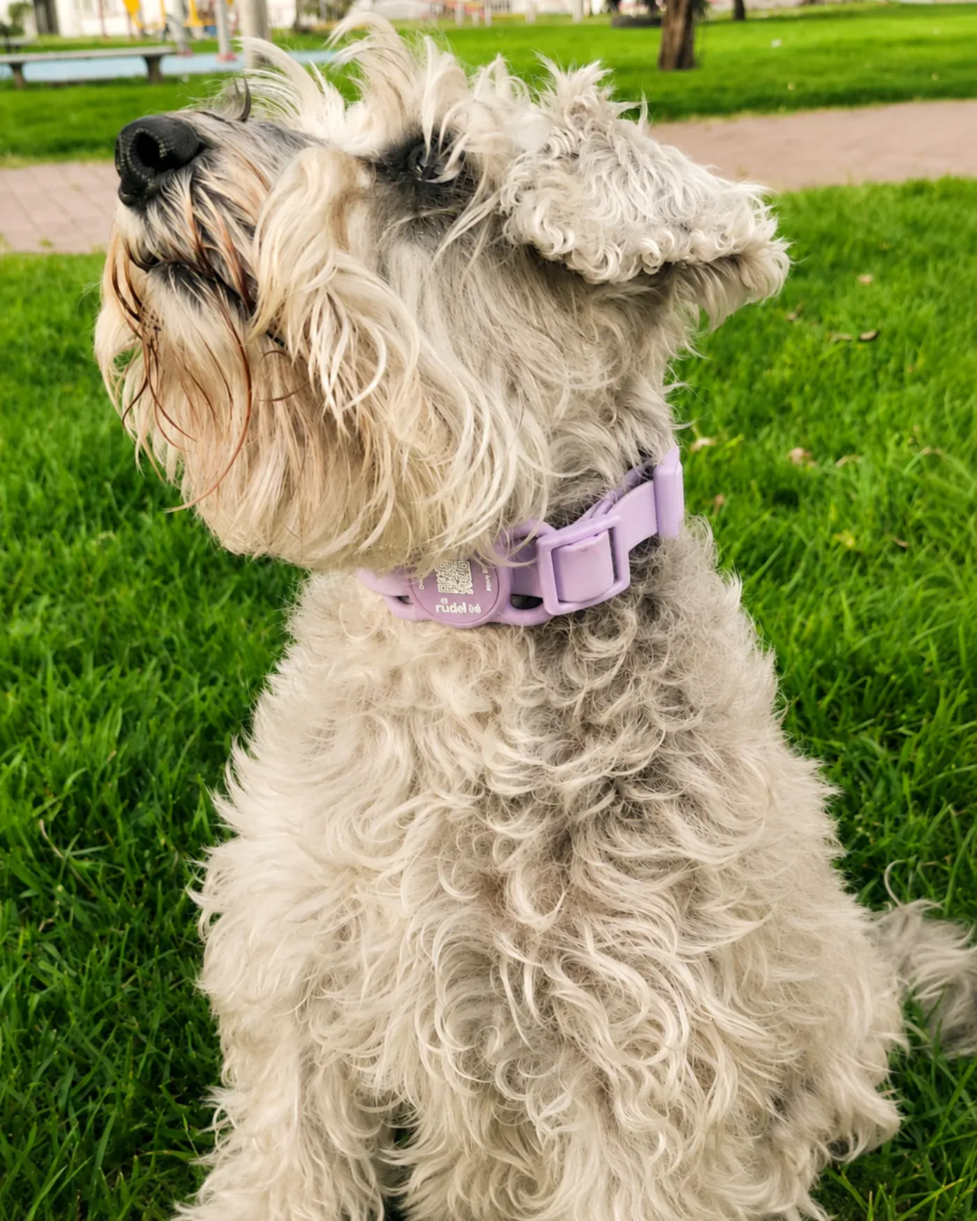Lupe, schnauzer, con su Smart Tag lila