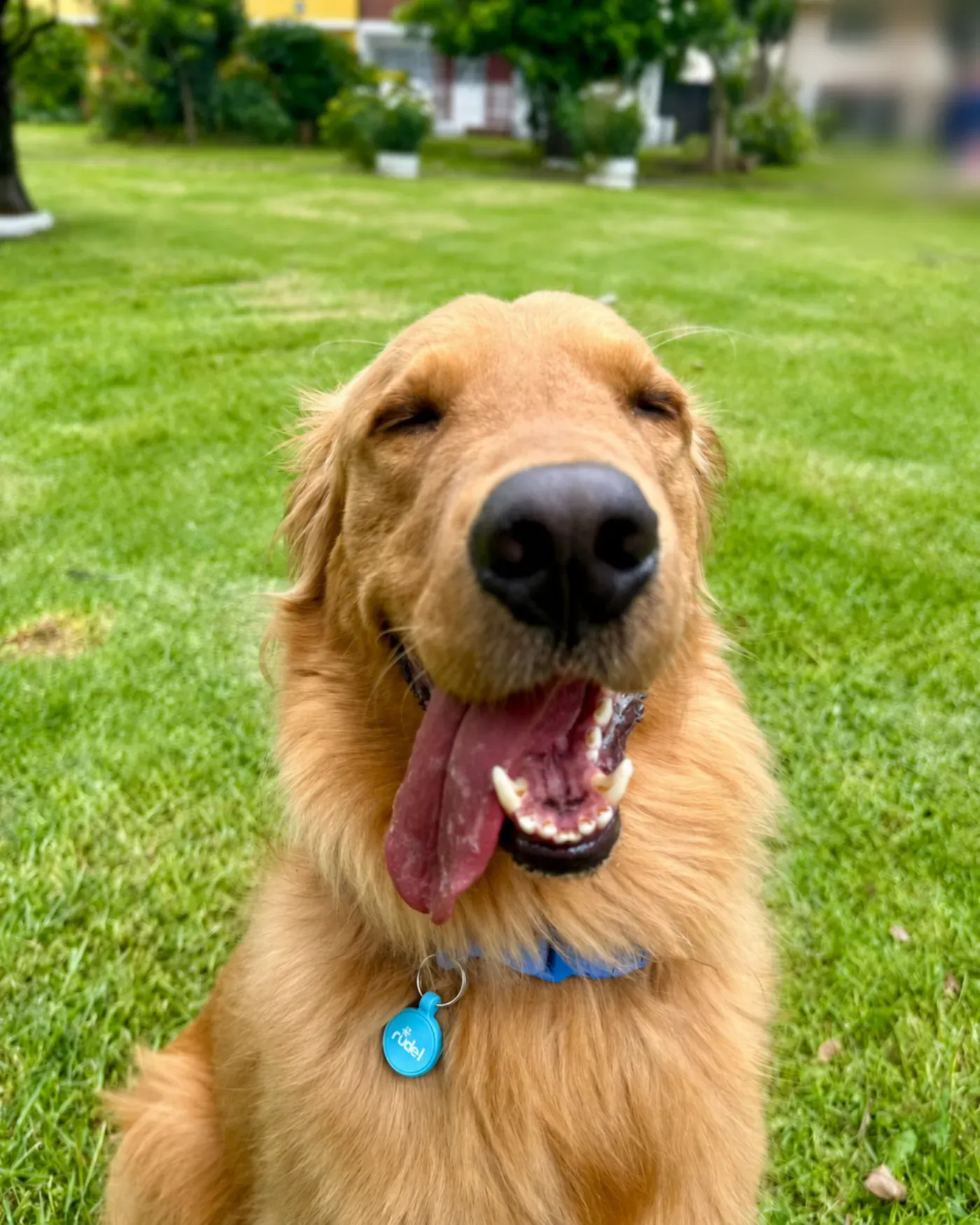 Máximo, golden retriever, con su Smart Tag azul