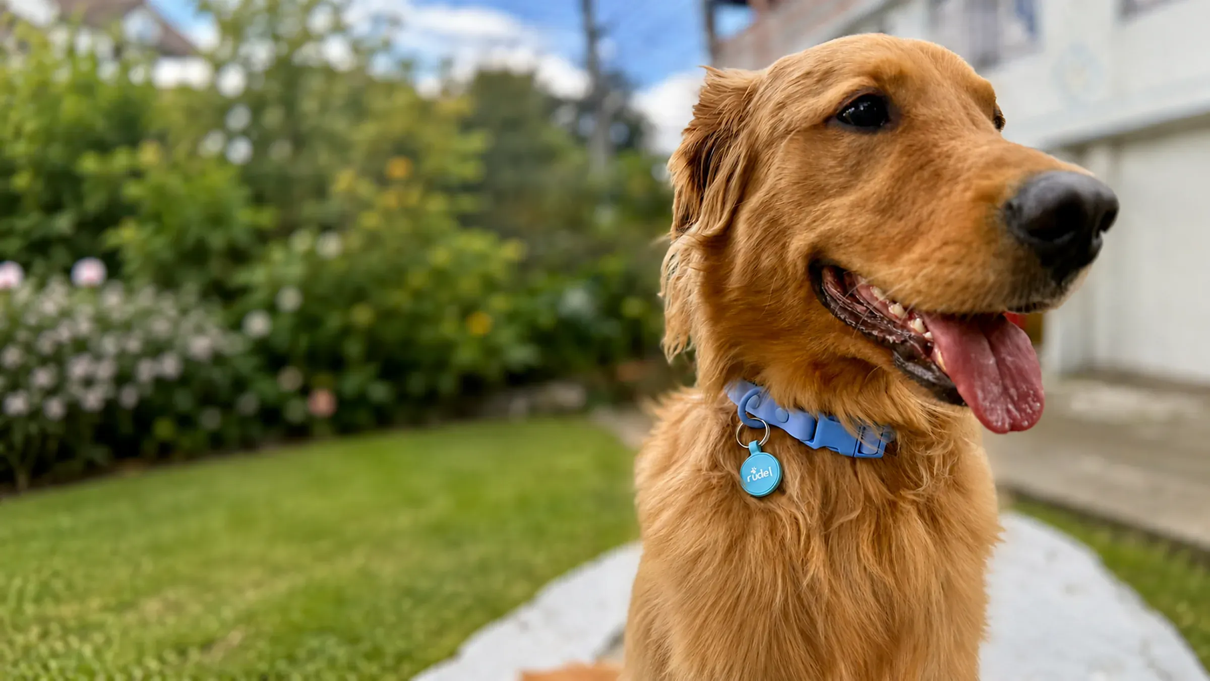 Máximo, golden retriever, con su Smart Tag azul de Rudel en el collar