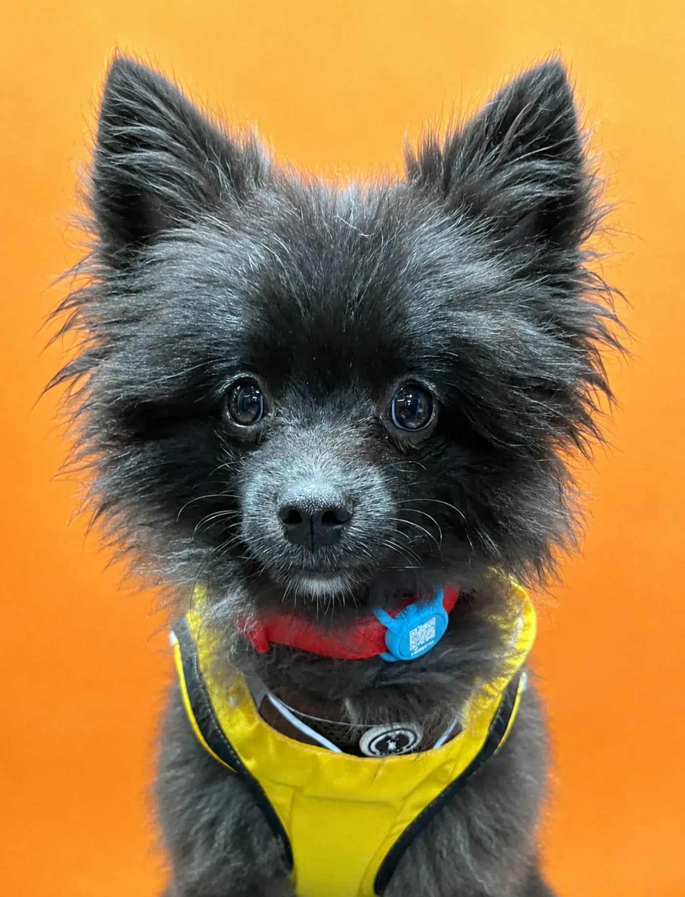 Coco, pomerania negro, con su Smart Tag azul