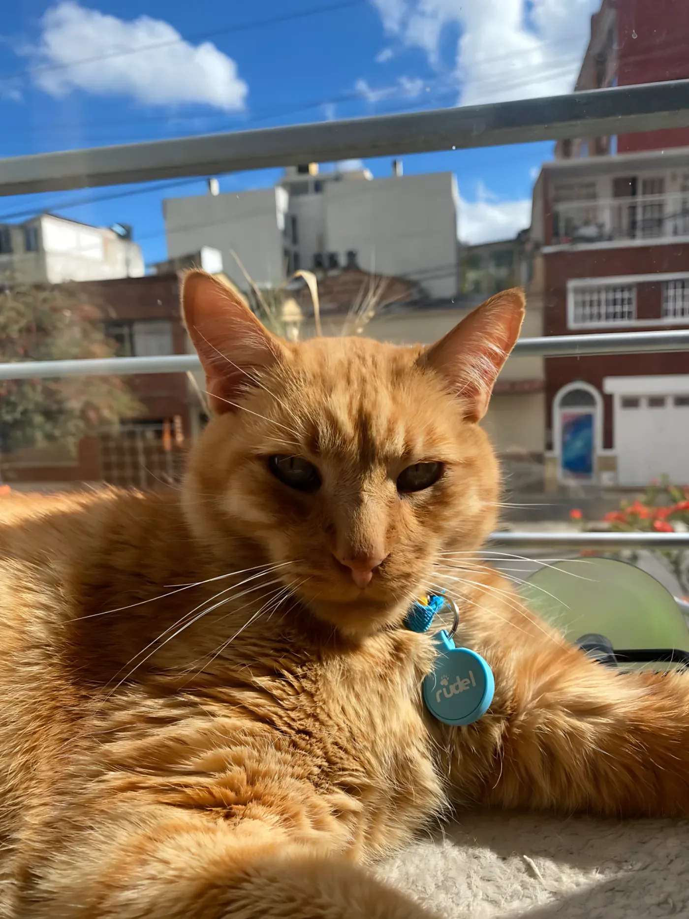 Mono, gato con Smart Tag azul de Rudel en el collar; la marca se lee en la placa