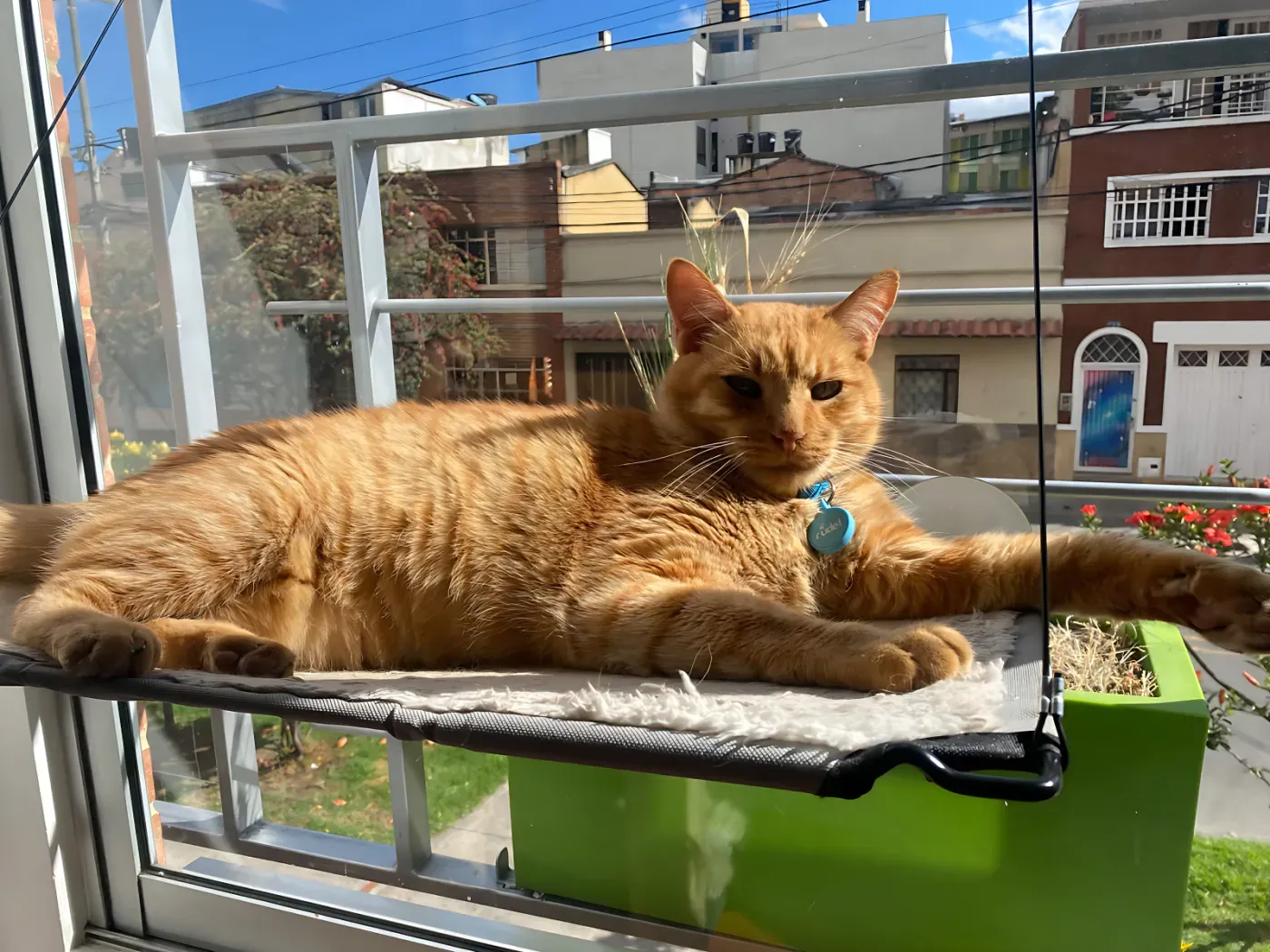 Mono, gato naranja en la ventana con Smart Tag azul