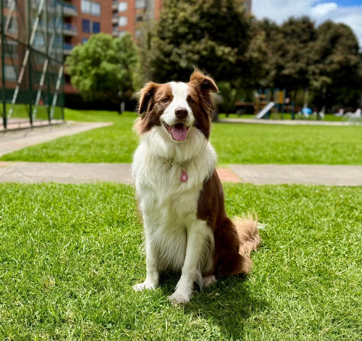Canela, border collie, con su placa Rudel rosada en el parque