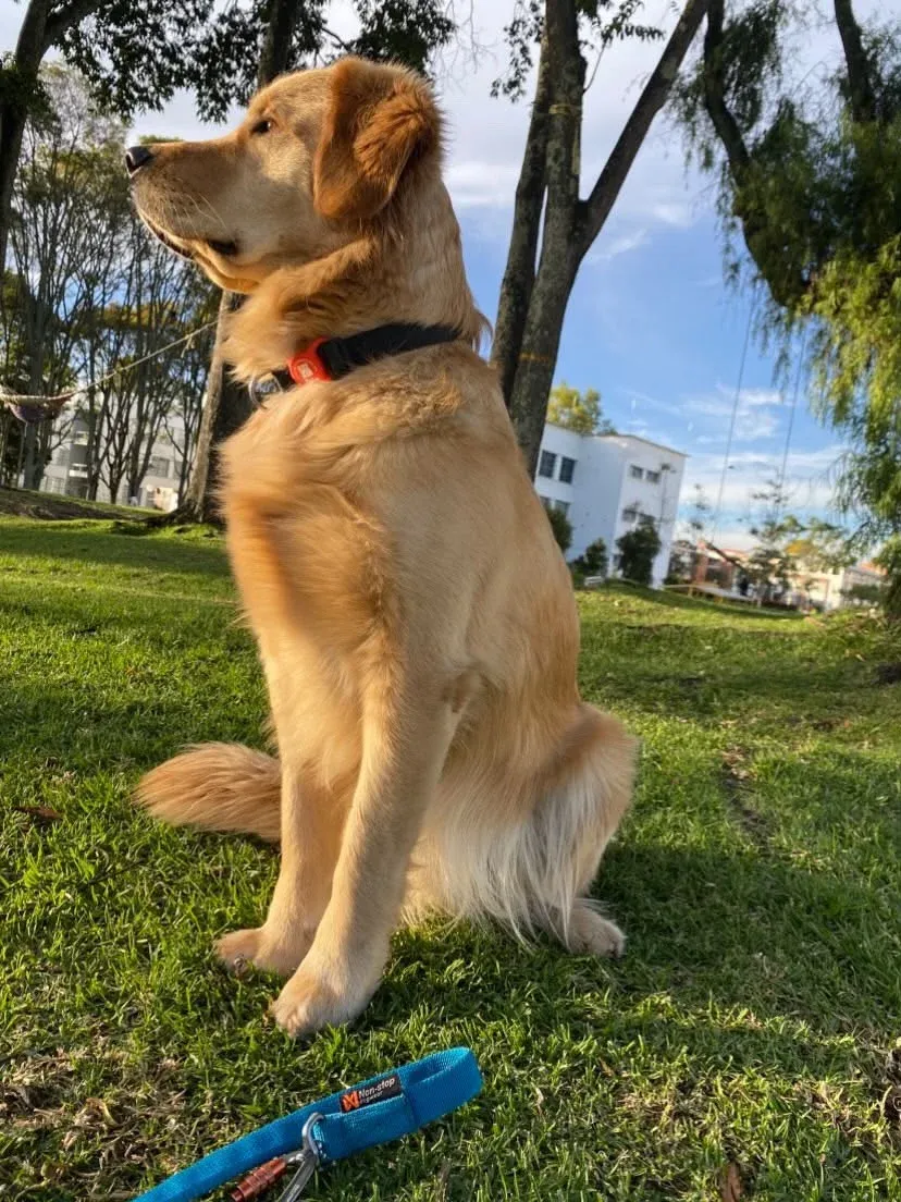 Toby, golden retriever, con su placa Rudel roja en el collar