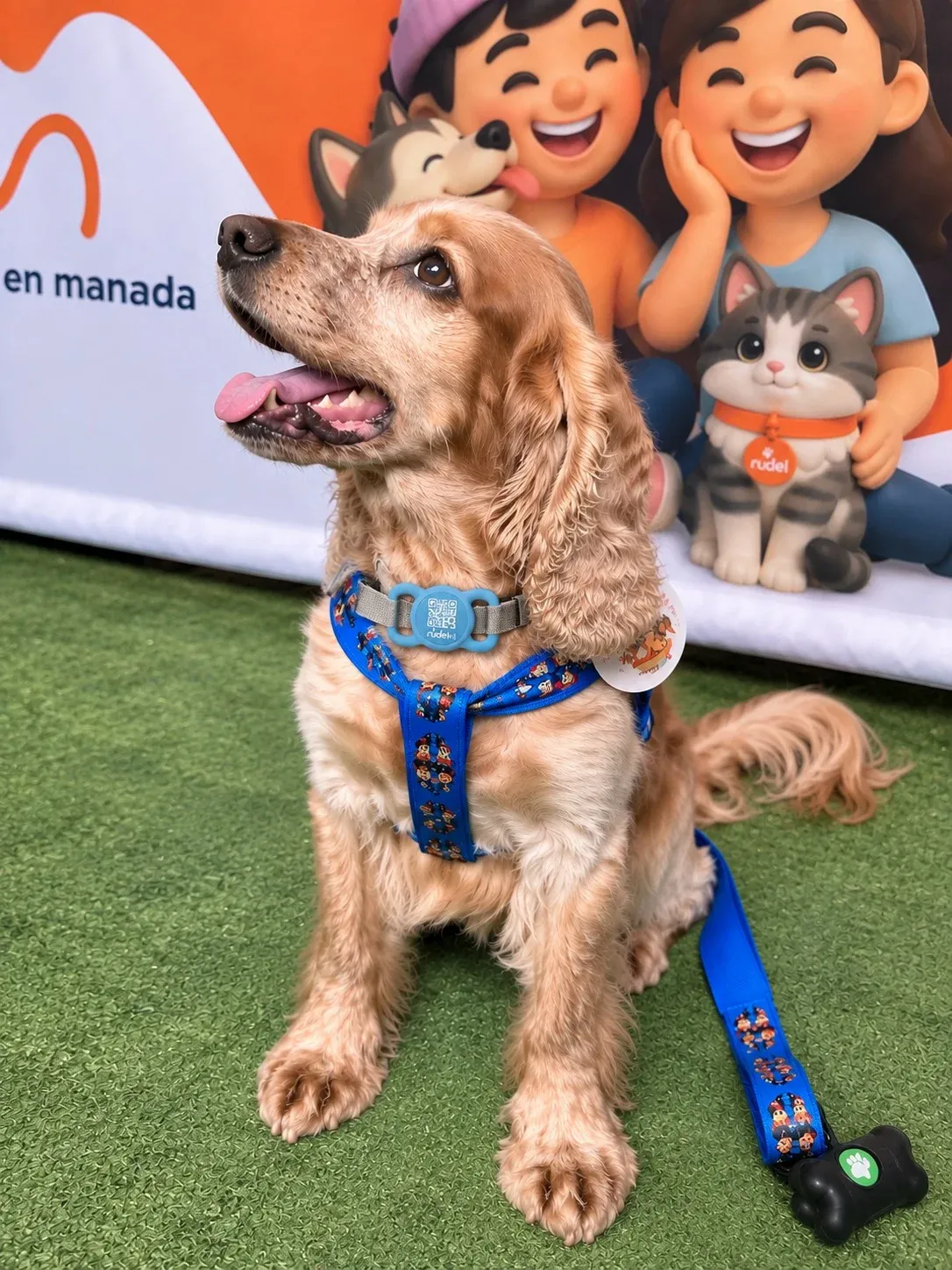 Logan, cocker spaniel, con su placa Rudel azul en el collar